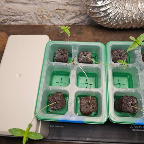 Bruce Banner fem growlog timeline photo