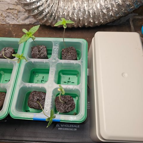 Sweet Cheese fem  growlog timeline photo