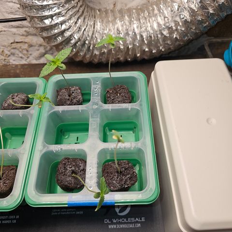 Sweet Cheese fem  growlog timeline photo
