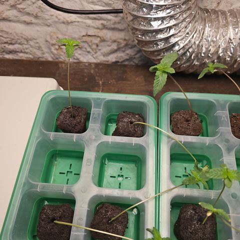 Bruce Banner fem growlog timeline photo