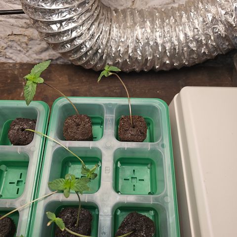 Sweet Cheese fem  growlog timeline photo