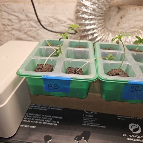 Bruce Banner fem growlog timeline photo