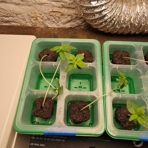 Bruce Banner fem growlog timeline photo