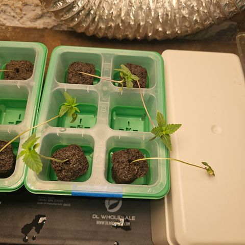 Sweet Cheese fem  growlog timeline photo