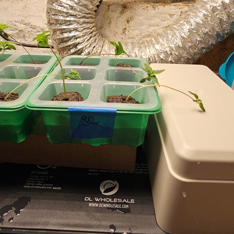 Sweet Cheese fem  growlog timeline photo