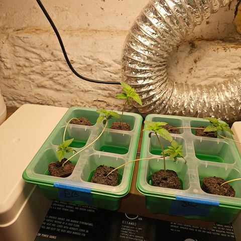 Bruce Banner fem growlog timeline photo