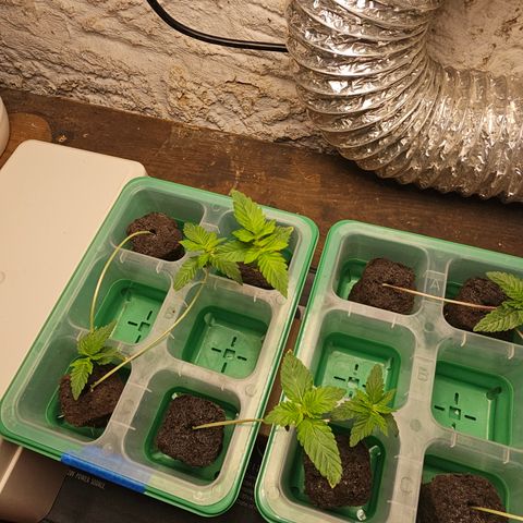 Bruce Banner fem growlog timeline photo
