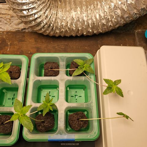 Sweet Cheese fem  growlog timeline photo