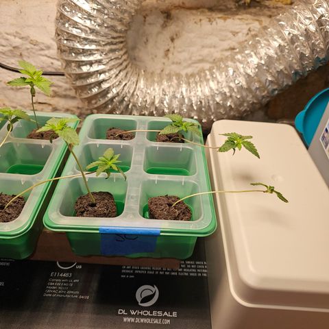 Sweet Cheese fem  growlog timeline photo