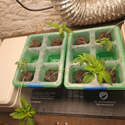 Bruce Banner fem growlog timeline photo