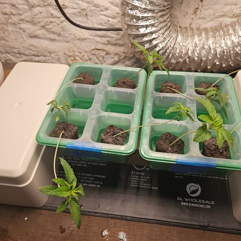 Bruce Banner fem growlog timeline photo