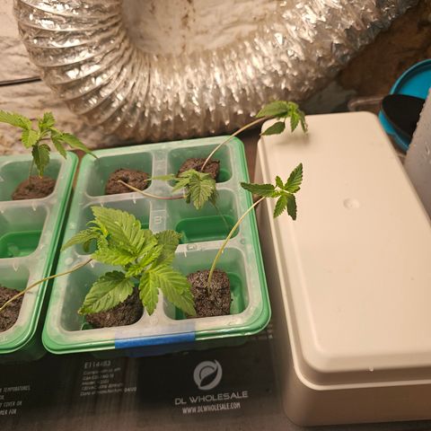 Sweet Cheese fem  growlog timeline photo