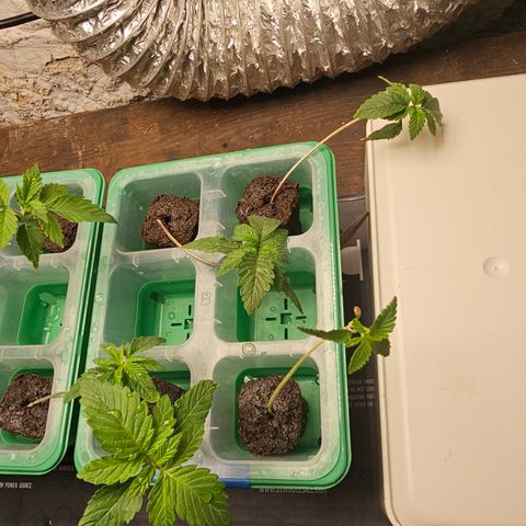 Sweet Cheese fem  growlog timeline photo