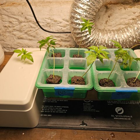 Bruce Banner fem growlog timeline photo