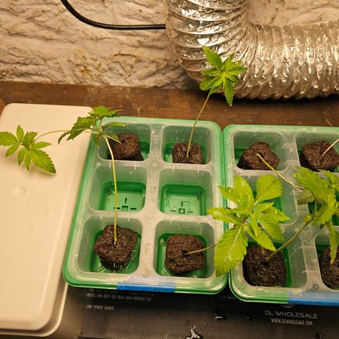 Bruce Banner fem growlog timeline photo