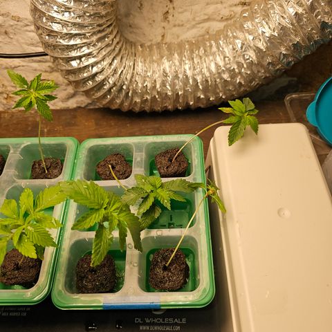Sweet Cheese fem  growlog timeline photo