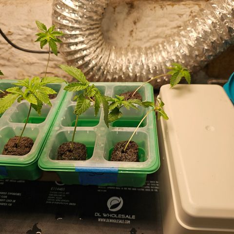 Sweet Cheese fem  growlog timeline photo