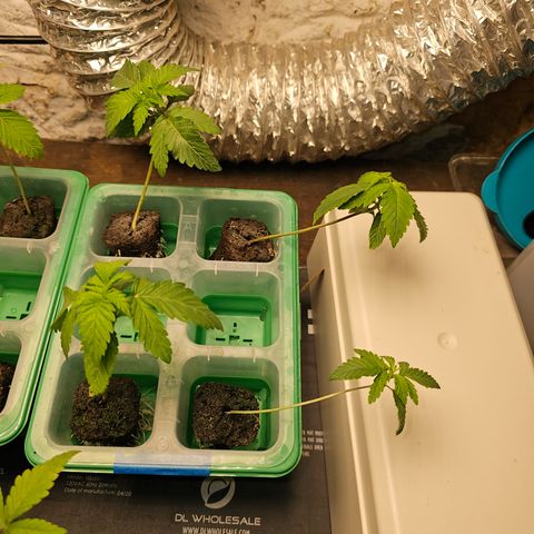 Sweet Cheese fem  growlog timeline photo