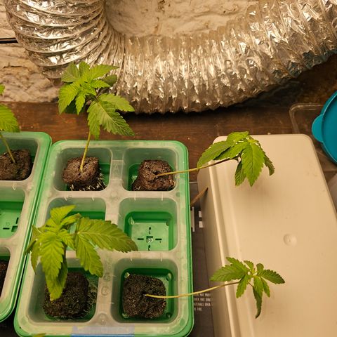 Sweet Cheese fem  growlog timeline photo