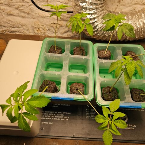 Bruce Banner fem growlog timeline photo