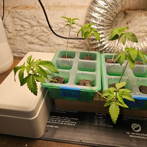 Bruce Banner fem growlog timeline photo