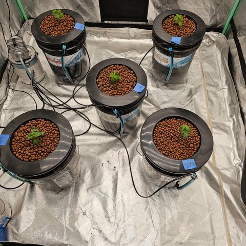 Sweet Cheese fem  growlog timeline photo