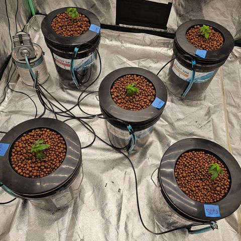 Sweet Cheese fem  growlog timeline photo