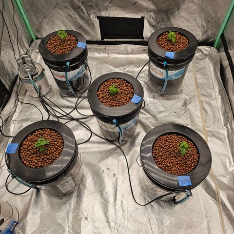 Bruce Banner fem growlog timeline photo
