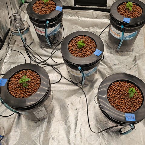 Bruce Banner fem growlog timeline photo