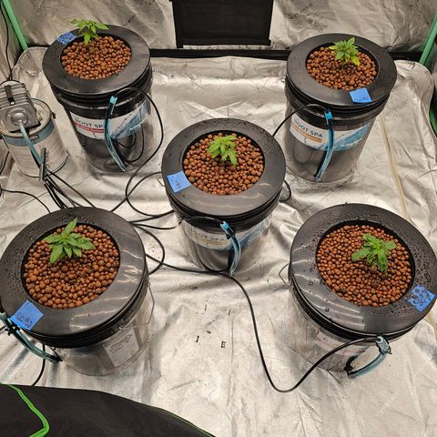 Bruce Banner fem growlog timeline photo