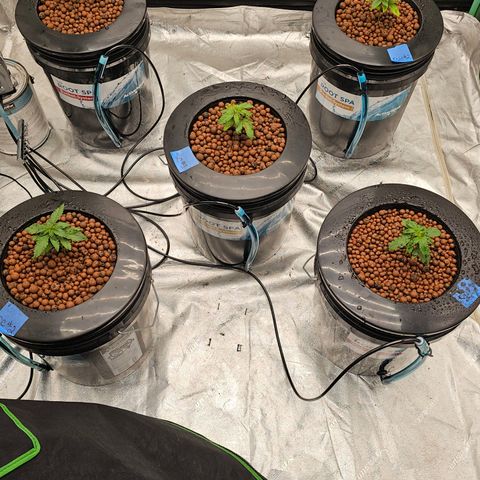 Bruce Banner fem growlog timeline photo