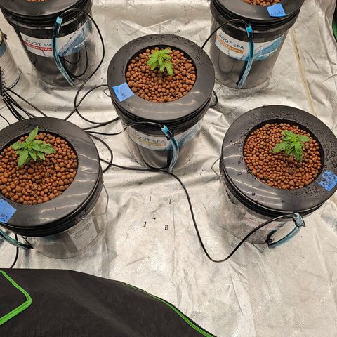 Sweet Cheese fem  growlog timeline photo