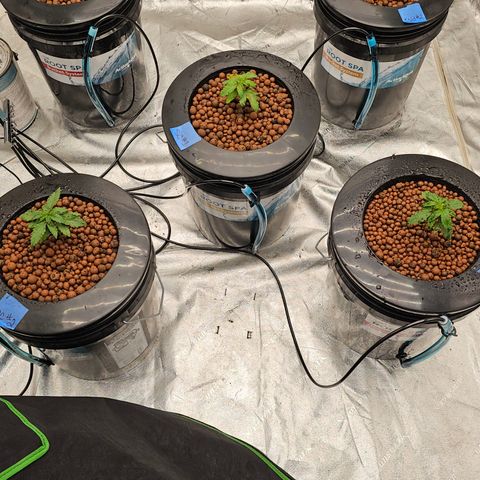 Sweet Cheese fem  growlog timeline photo