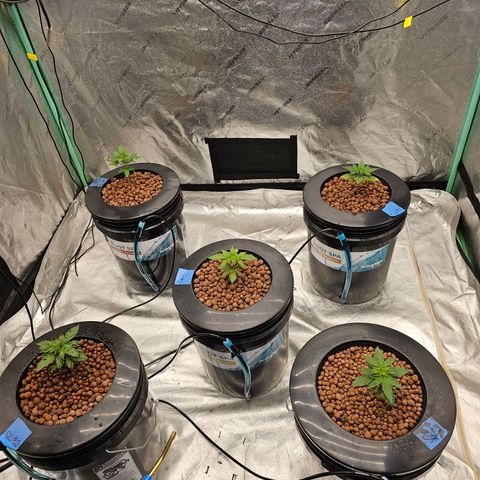 Bruce Banner fem growlog timeline photo