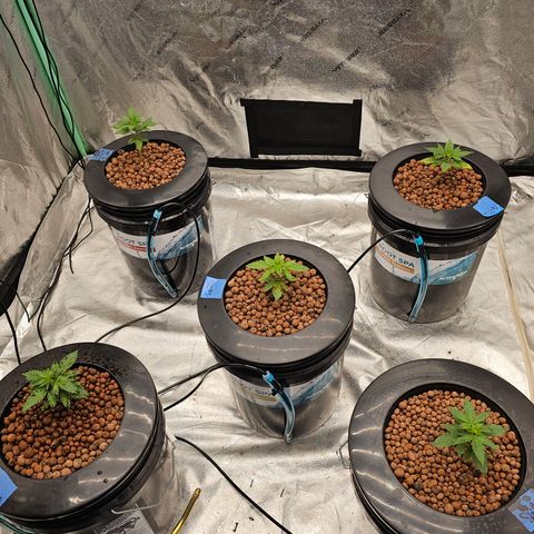 Bruce Banner fem growlog timeline photo