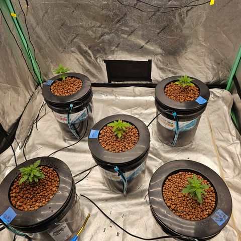 Sweet Cheese fem  growlog timeline photo