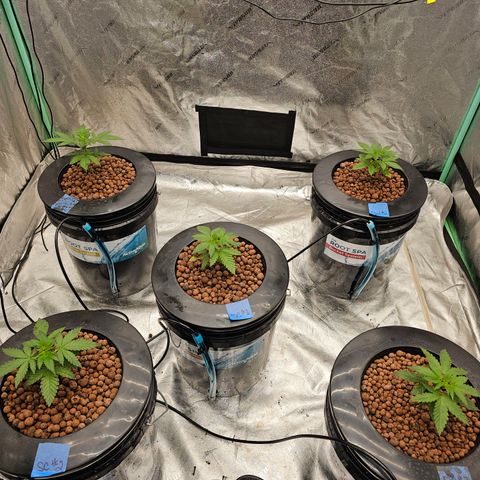 Bruce Banner fem growlog timeline photo