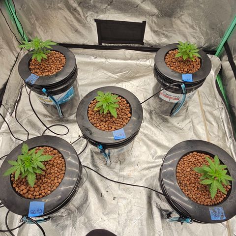 Bruce Banner fem growlog timeline photo