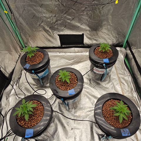 Sweet Cheese fem  growlog timeline photo