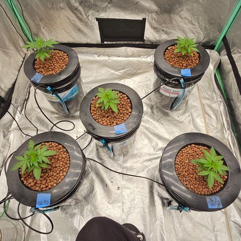 Sweet Cheese fem  growlog timeline photo