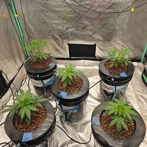 Bruce Banner fem growlog timeline photo