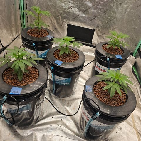 Sweet Cheese fem  growlog timeline photo