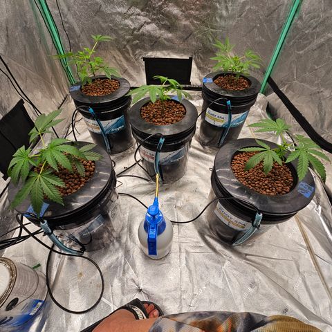 Bruce Banner fem growlog timeline photo