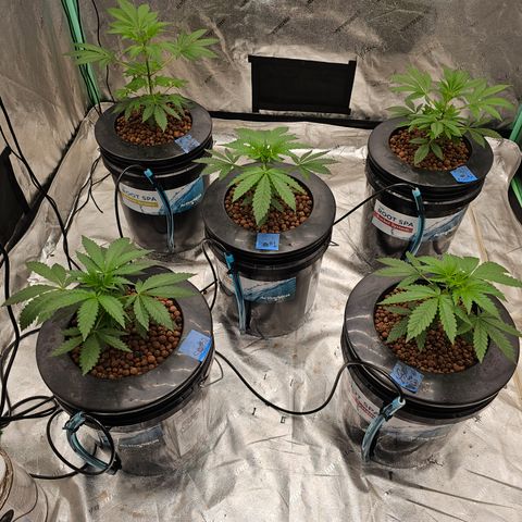 Bruce Banner fem growlog timeline photo