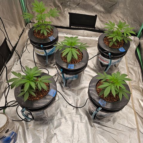 Bruce Banner fem growlog timeline photo