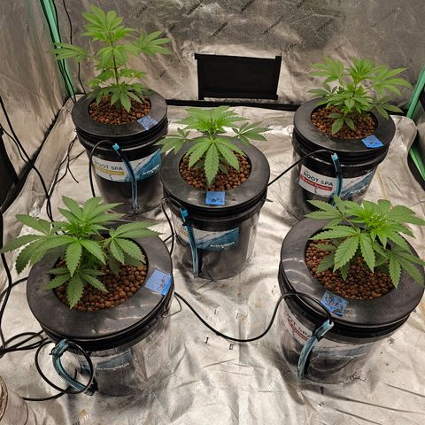 Sweet Cheese fem  growlog timeline photo