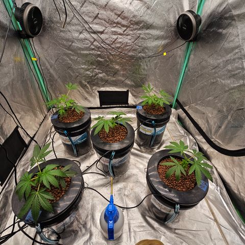 Sweet Cheese fem  growlog timeline photo