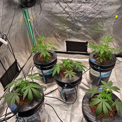 Bruce Banner fem growlog timeline photo