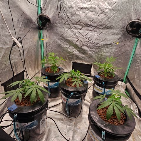 Sweet Cheese fem  growlog timeline photo