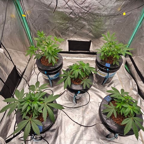 Sweet Cheese fem  growlog timeline photo
